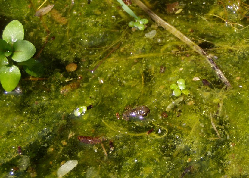 Il Laghetto del Centro di Entomologia - Piombino (LI)